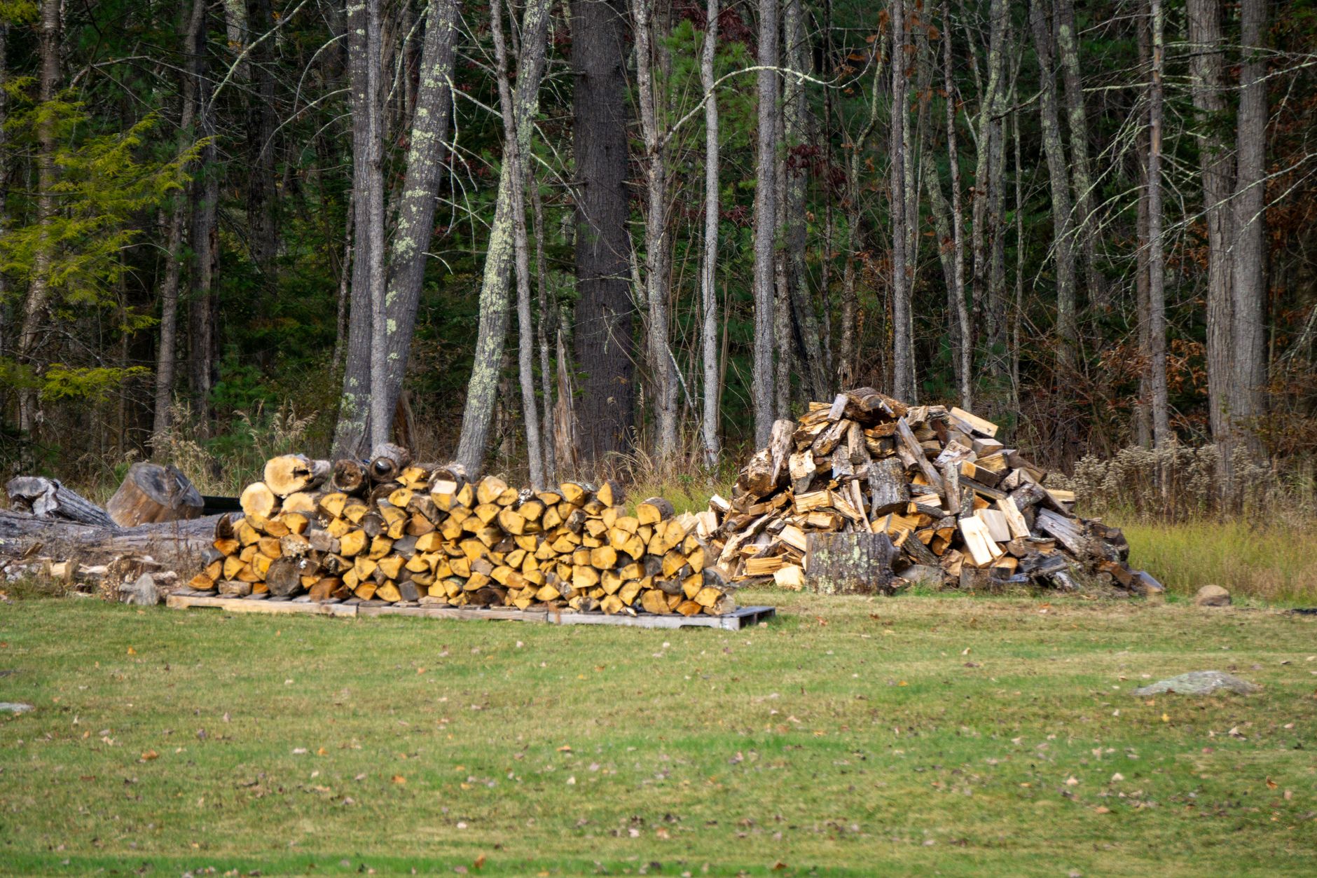 A loose pile of split firewood ready to stack