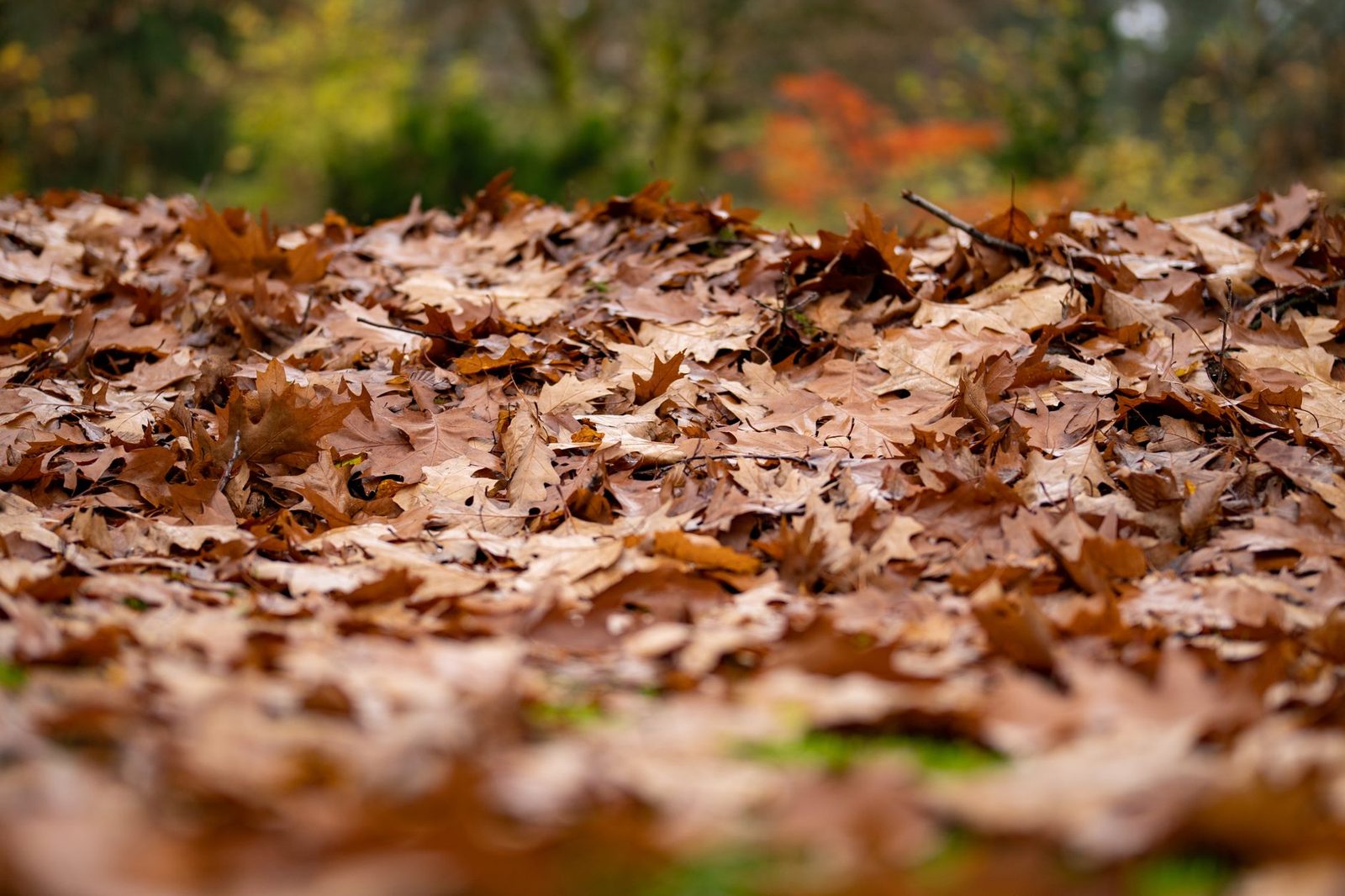 A thick carpet of fallen autumn leaves on the ground