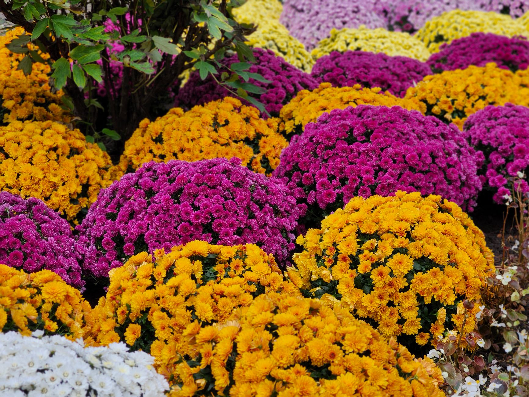 Cool air and still-warm soil make fall prime planting time.
