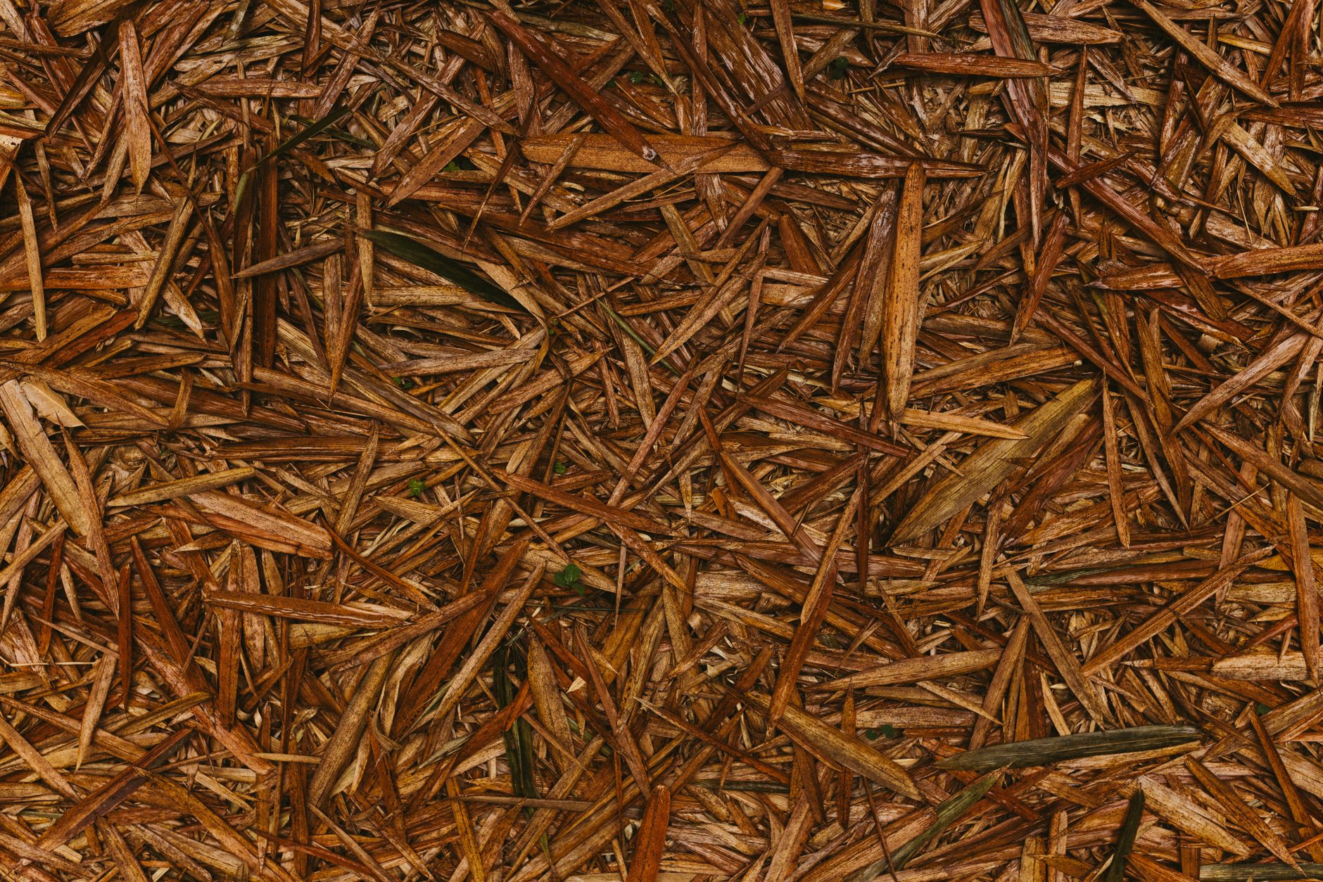 Straw mulch spread over a garden bed
