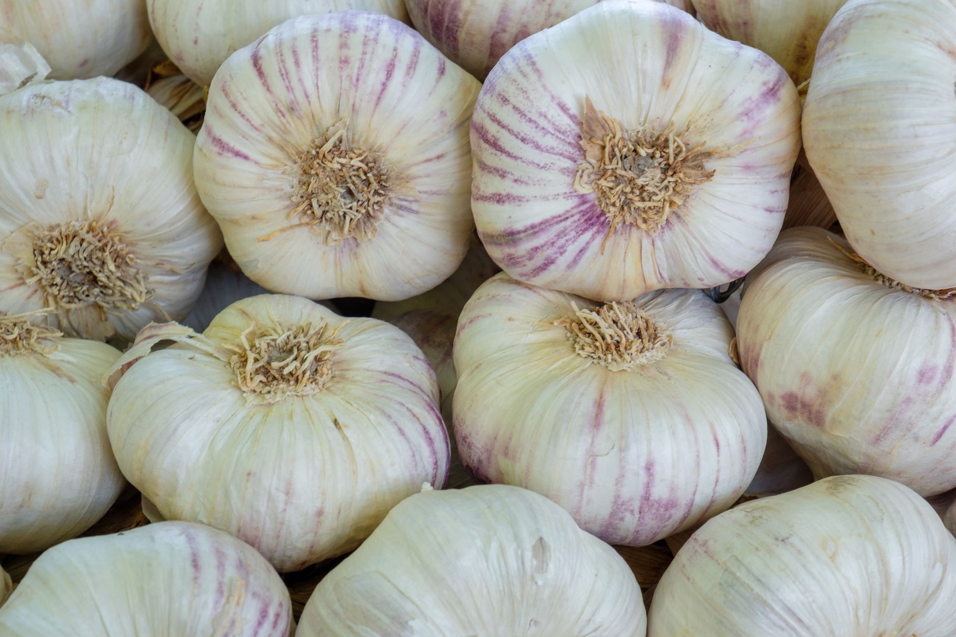 Planting a garlic clove pointy end up in the soil