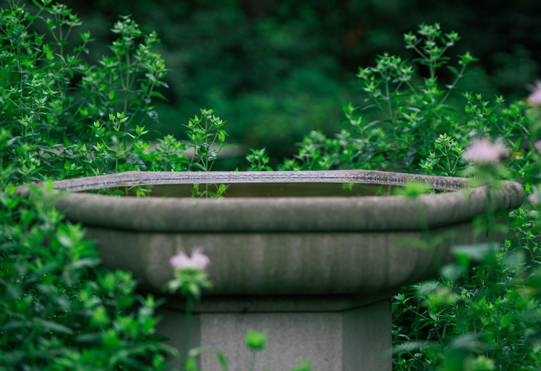 Use larvae dunks in water you can't drain.