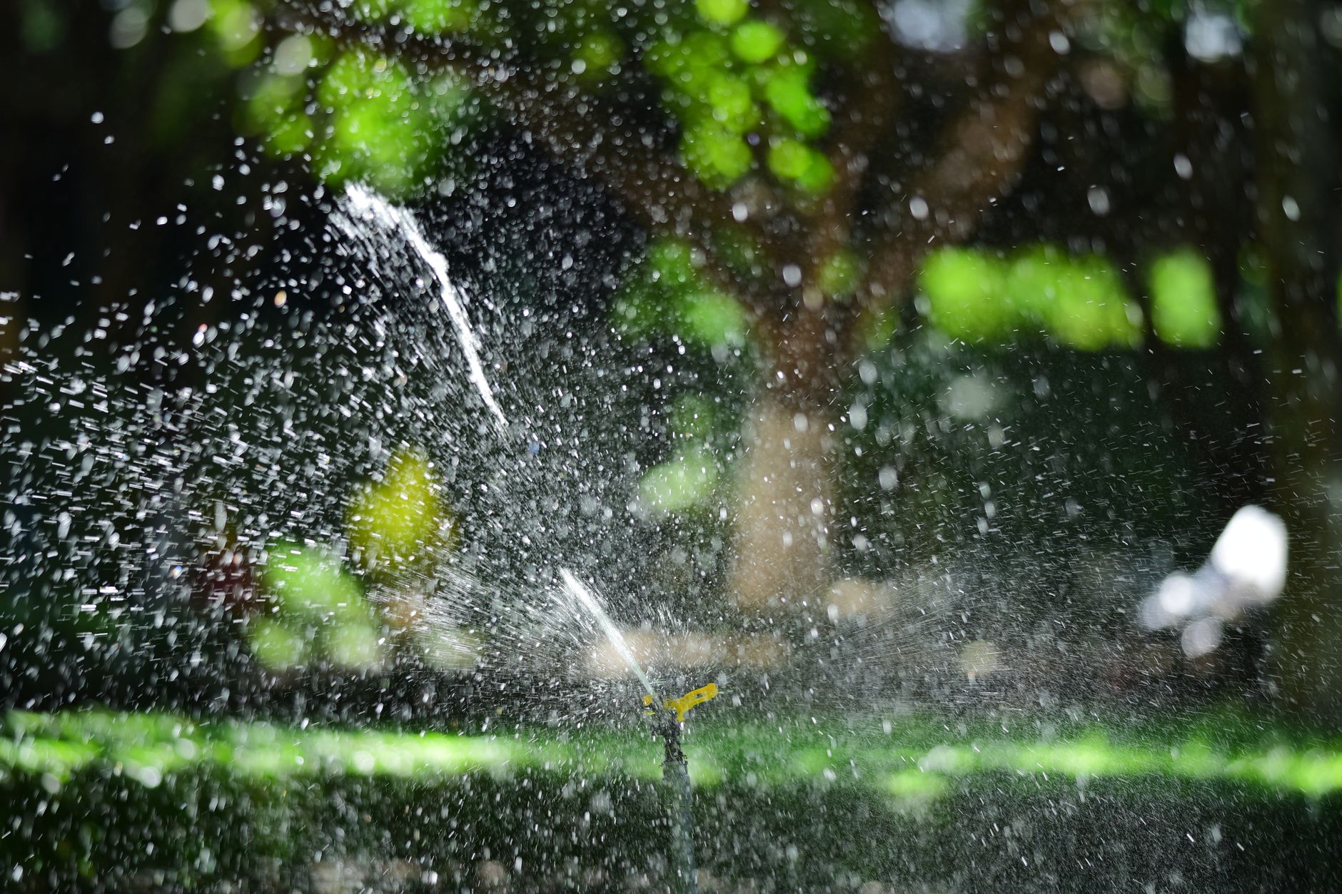 Deep, infrequent soaks grow deep, drought-proof roots.