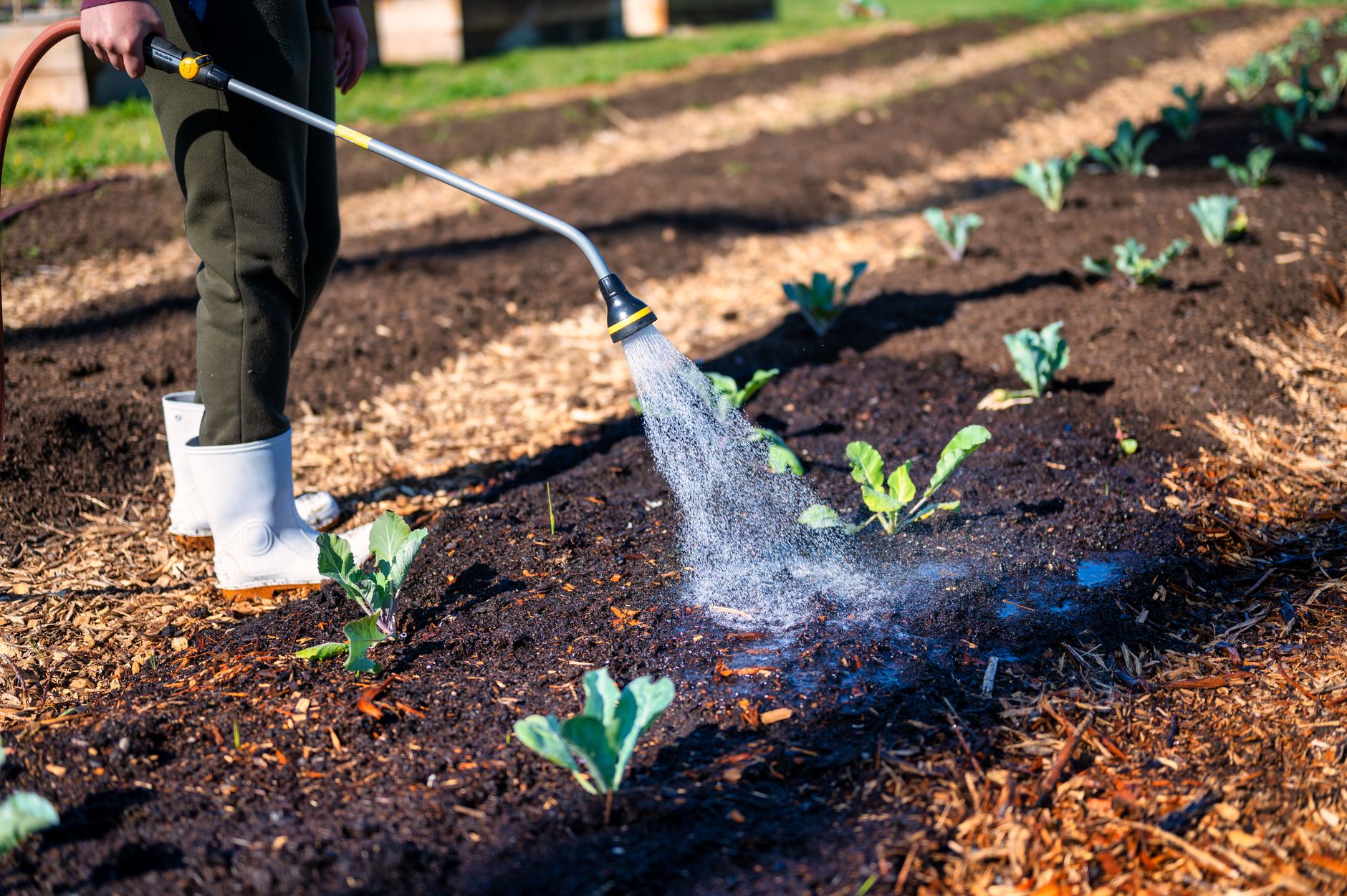 Soaker hoses and drip lines put water at the roots.