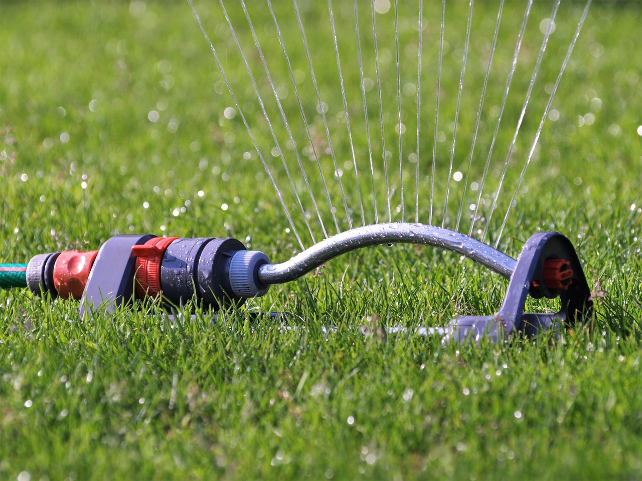 A pop-up lawn sprinkler running on the grass